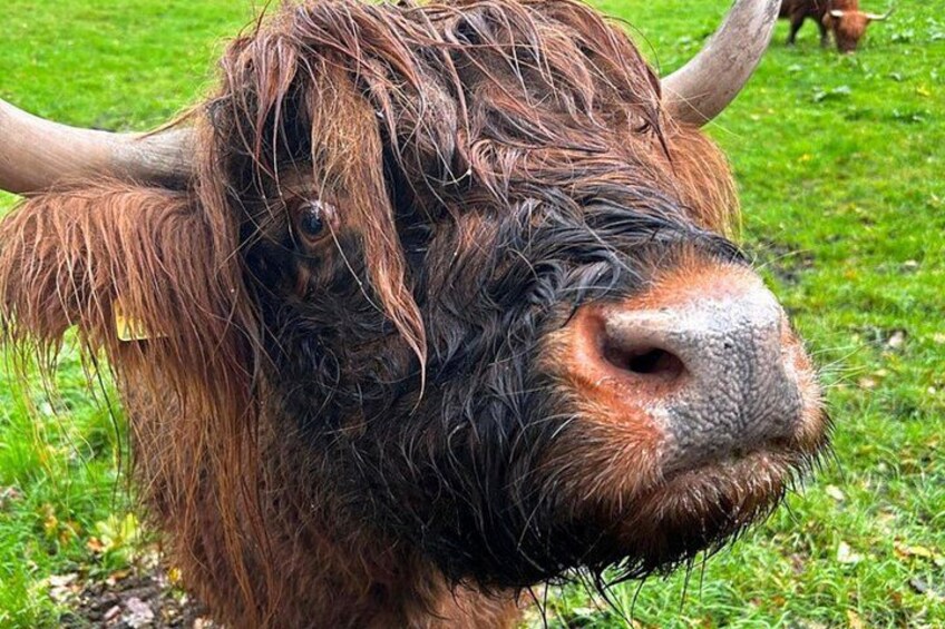 A yak with shaggy fur and horns, standing on grass. 3