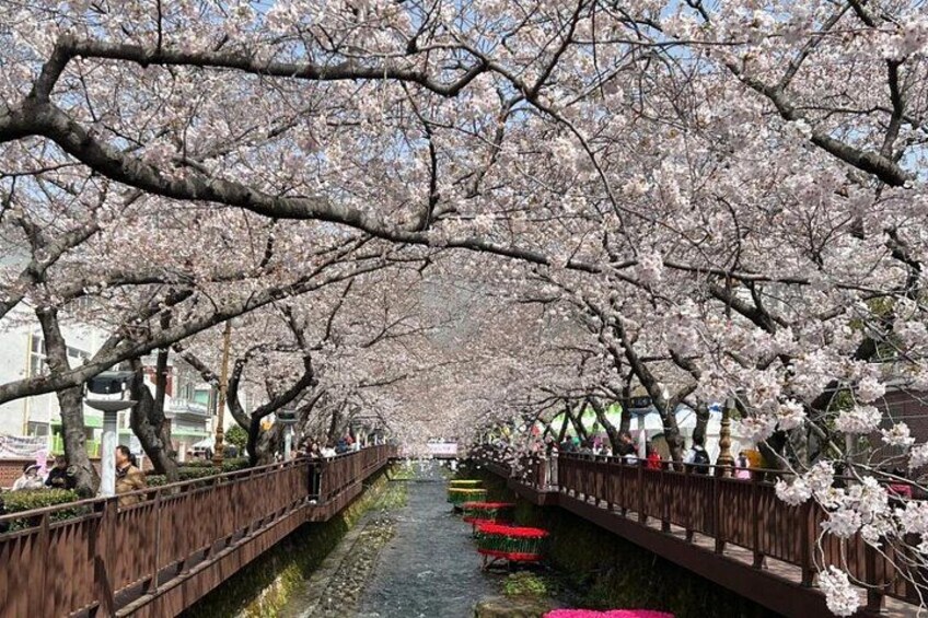 A cherry blossom-lined pathway with a wooden fence and a canal. 5
