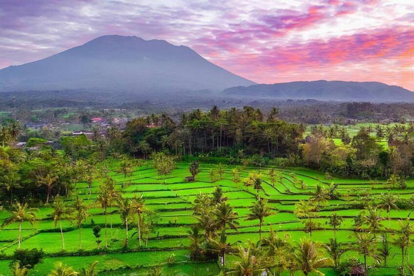 Terraced rice fields, palm trees, and a mountain in the background. 3