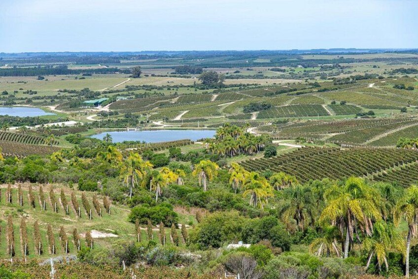 Un paysage composé de champs agricoles, d’un lac et de quelques arbres dispersés. 2