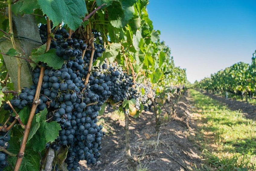 Un vignoble où s’alignent des rangées de vignes chargées de grappes de raisins noirs. 3