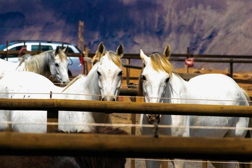 A group of white horses in a fenced area with a mountainous backdrop. 4
