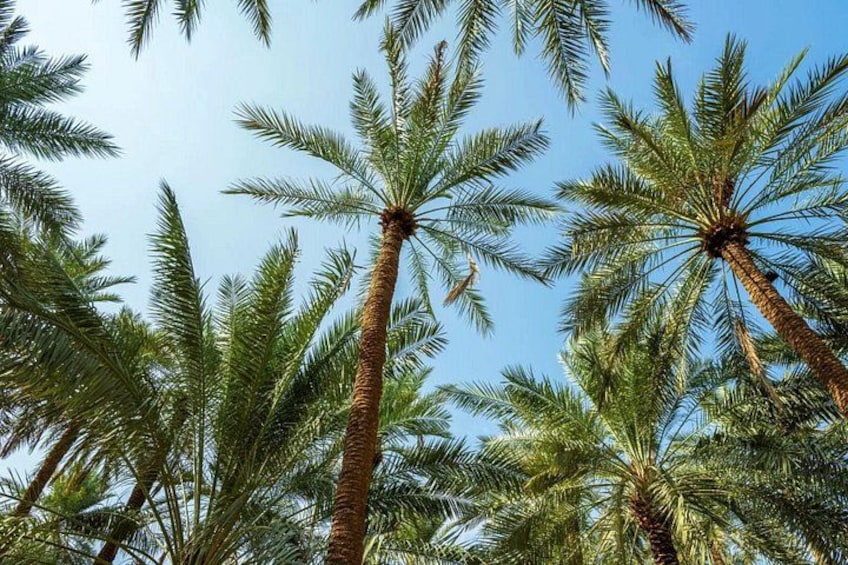 Tall palm trees with a clear blue sky. 3