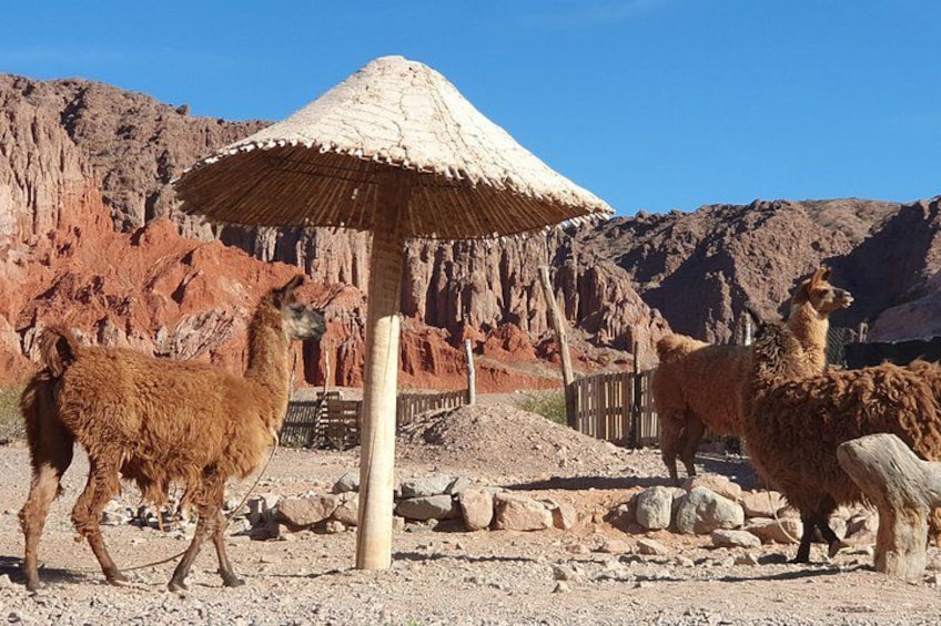 Des lamas près d’une construction à toit de chaume dans un paysage rocheux. 3