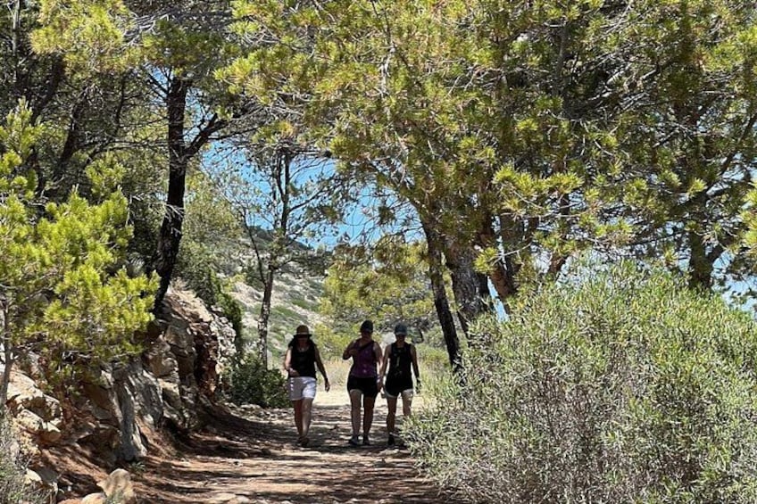 Un sentier de randonnée bordé d’arbres et traversant un terrain rocheux. 3