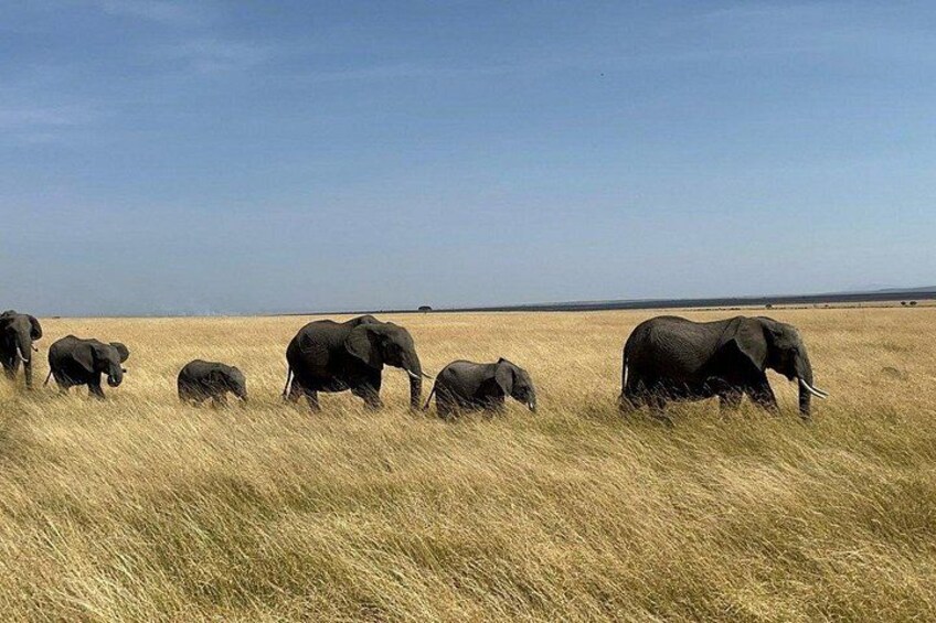A herd of elephants walking across a grassy plain. 5