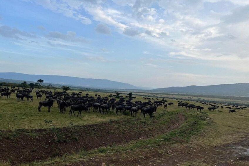 A herd of cattle grazing in a field with a dirt path and distant mountains. 3