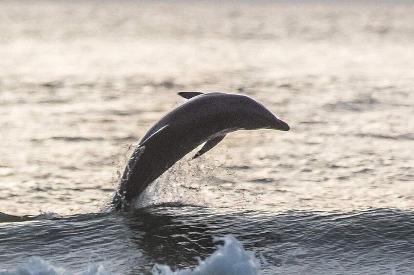 A dolphin leaping out of the water. 4