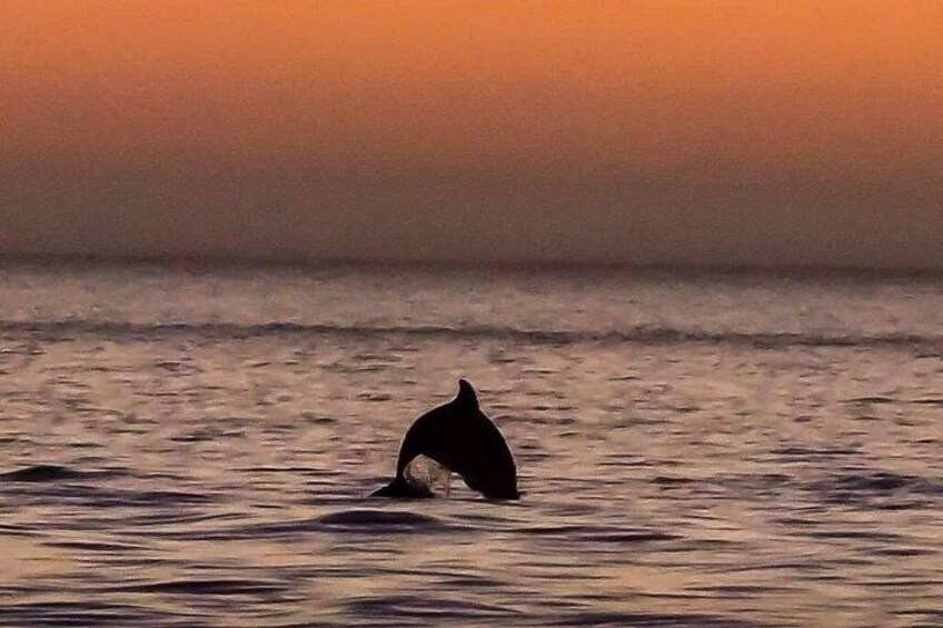 A dolphin leaping out of the water at sunset. 5