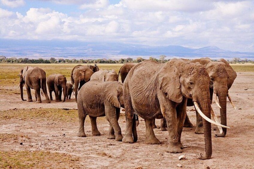1 Day Group tour to Tsavo East National Park with Buffet Lunch 5