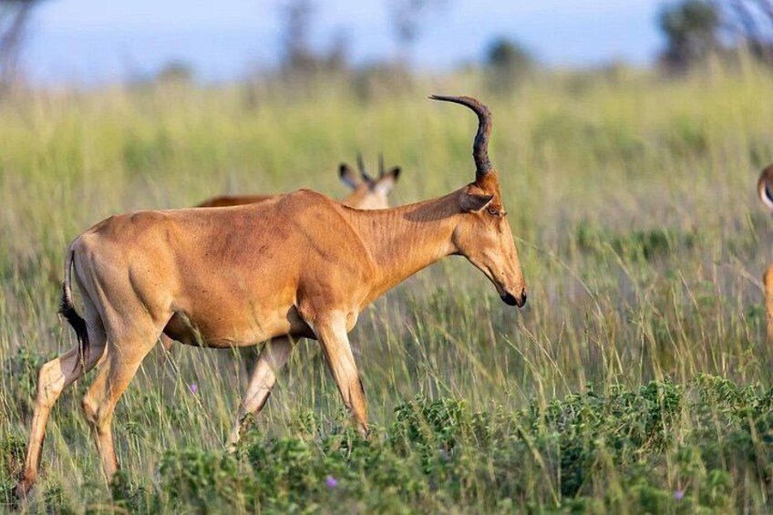 1 Day Group tour to Tsavo East National Park with Buffet Lunch 3