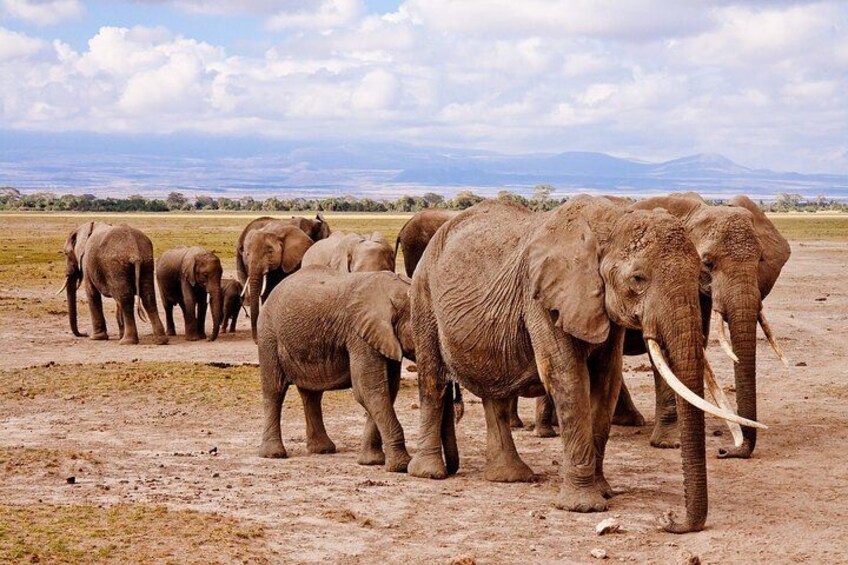 1 Day Group tour to Tsavo East National Park with Buffet Lunch 5