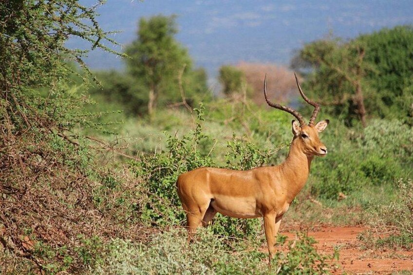 1 Day Group tour to Tsavo East National Park with Buffet Lunch 4