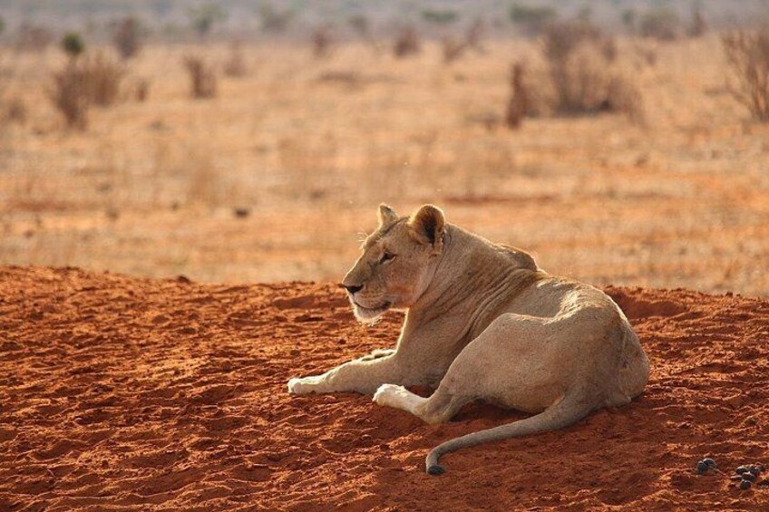 A lion lying on reddish soil in a dry, open landscape. 2