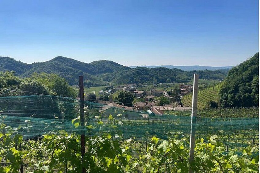 Experience Prosecco Hills with Wine and Food from Venice 4