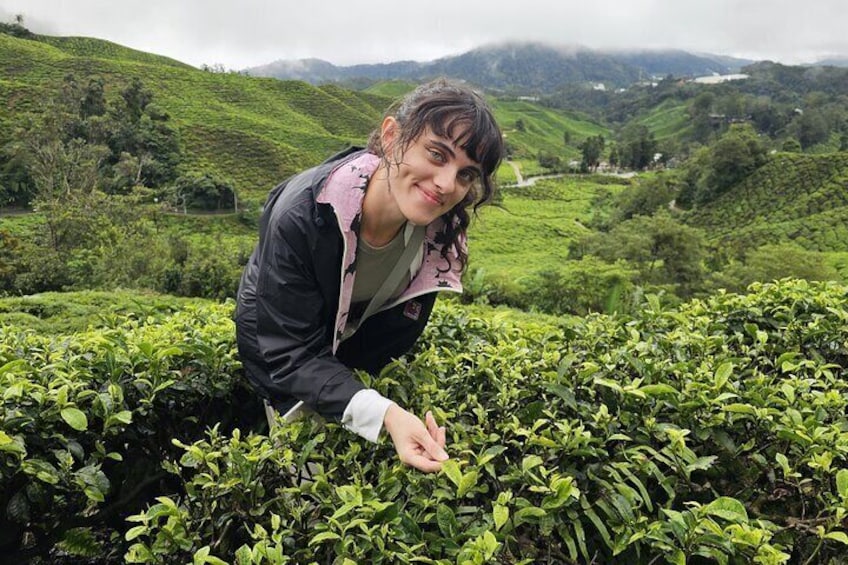 A person crouching among tea bushes in a lush green landscape. 5