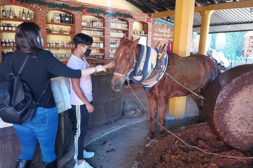 Enjoy Medio Día de Hierve el Agua and a mezcal factory. 2