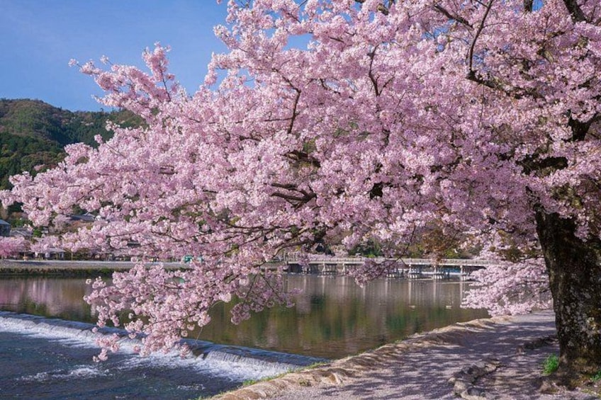 Osaka/Kyoto: Arashiyama, Fushimi Inari & Nara Park Day Trip 3