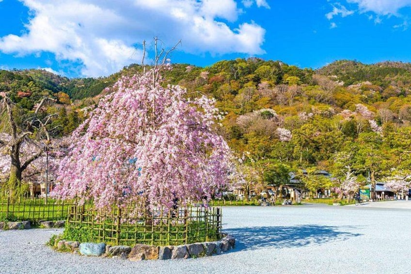 Osaka/Kyoto: Arashiyama, Fushimi Inari & Nara Park Day Trip 4