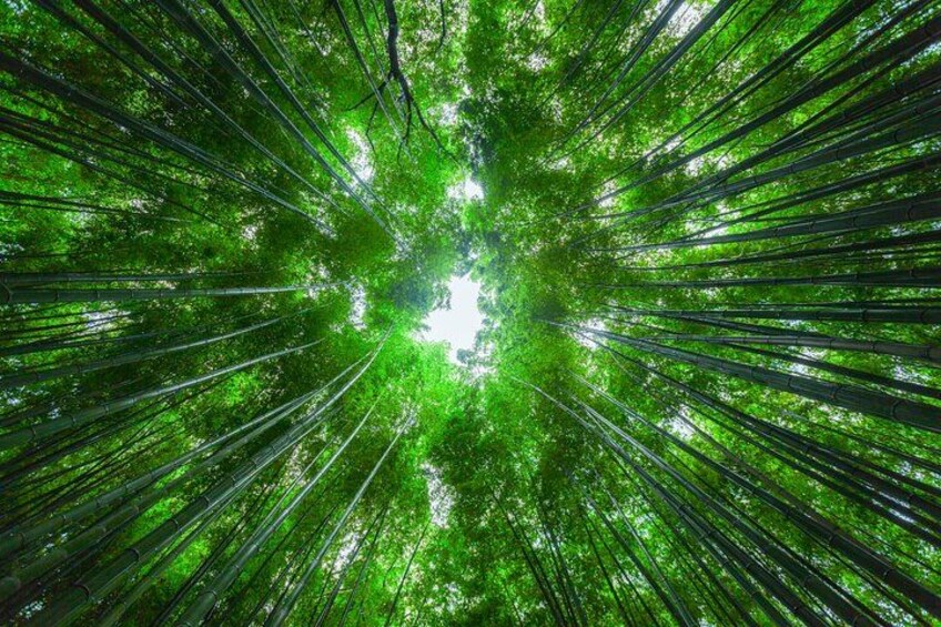 Osaka/Kyoto: Arashiyama, Fushimi Inari & Nara Park Day Trip 4