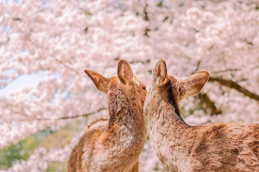 Osaka/Kyoto: Arashiyama, Fushimi Inari & Nara Park Day Trip 2