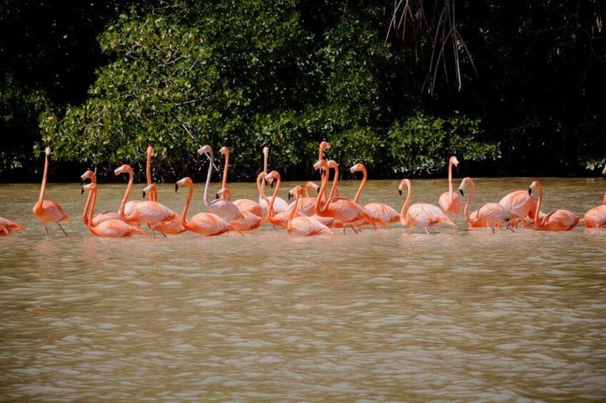A group of pink flamingos in shallow water with dense green foliage in the background. 3