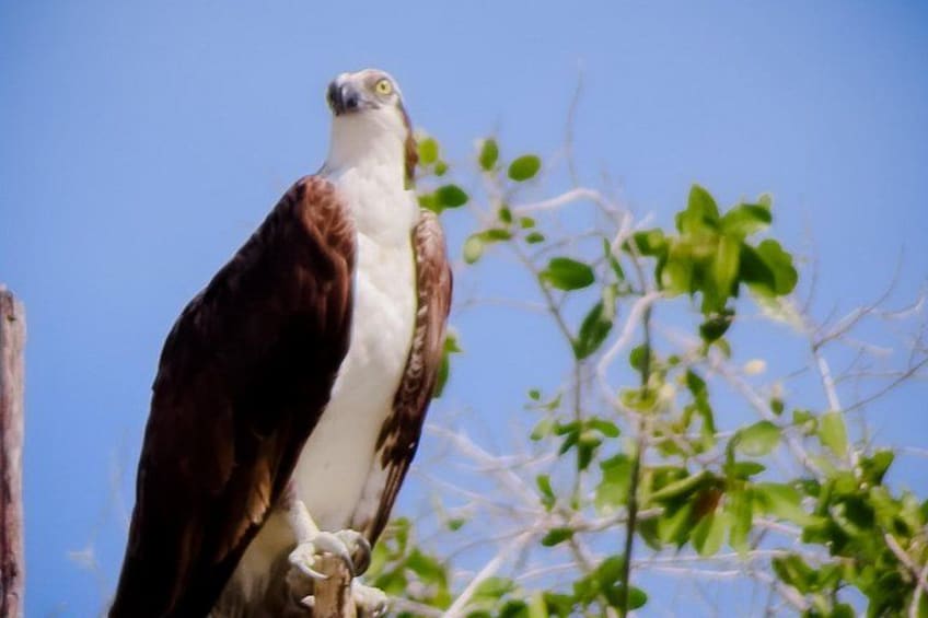 An osprey perched on a branch. 4