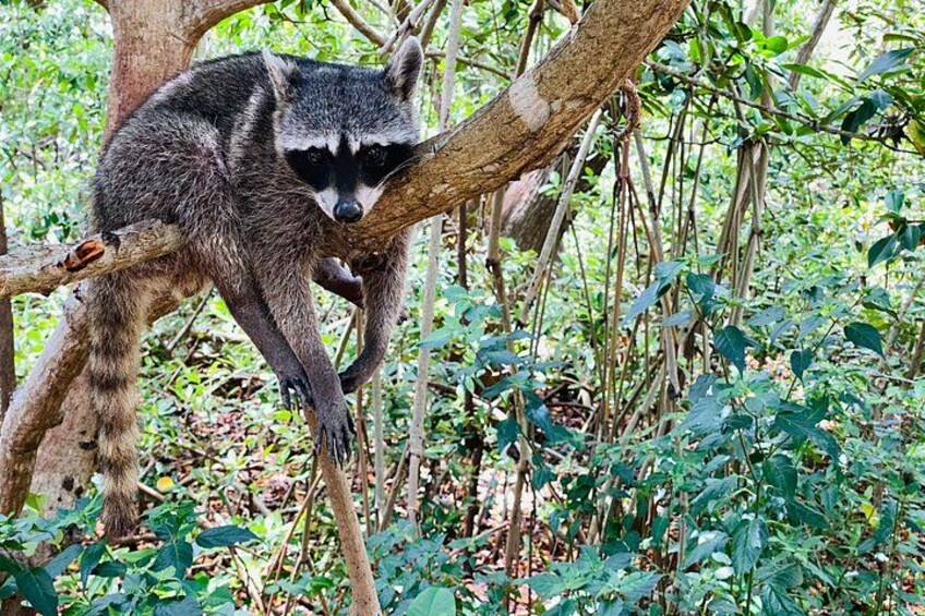 Un mapache en una rama de árbol en un bosque frondoso. 3
