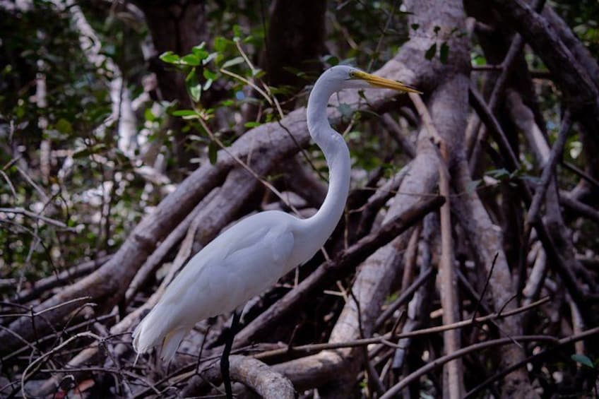 A white bird with a yellow beak perched on a tree branch in a dense forest. 2