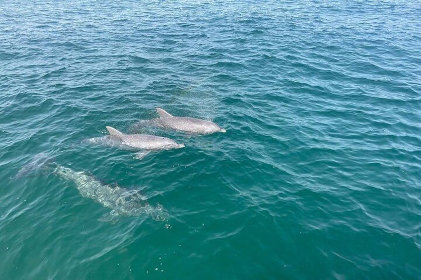 Due delfini nuotano nell'oceano. 2