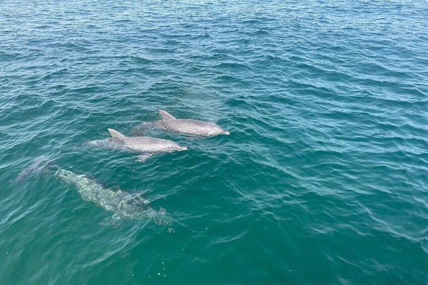 Panama City Beach Small Group Dolphin & Snorkel Tour (Max 6 ) 2