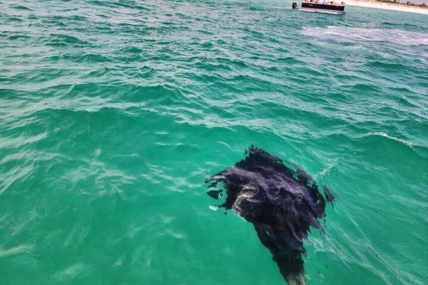 Panama City Beach Small Group Dolphin & Snorkel Tour (Max 6 ) 3