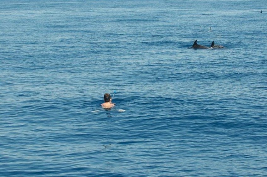 Een persoon zwemt in de oceaan, met dolfijnen in de buurt. 2