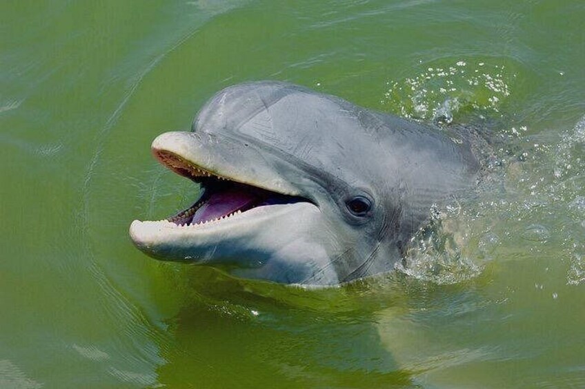 A dolphin swimming in green water. 3