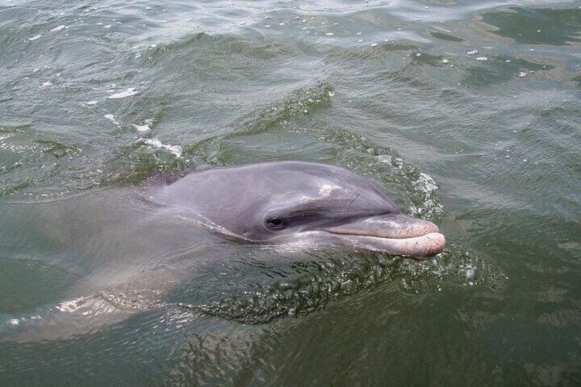 A dolphin swimming in the water. 2