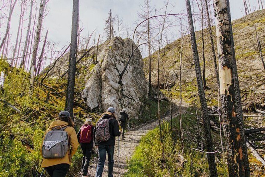 Wanderer auf einem felsigen Pfad, umgeben von Bäumen. 1