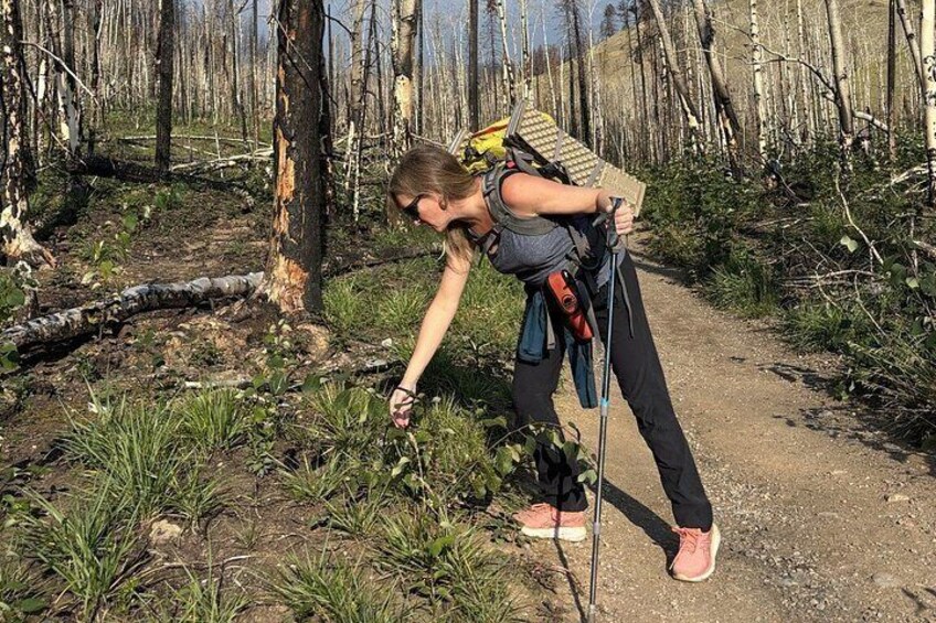 4 KM Wildfire Hike with Lunch in Jasper National Park 4