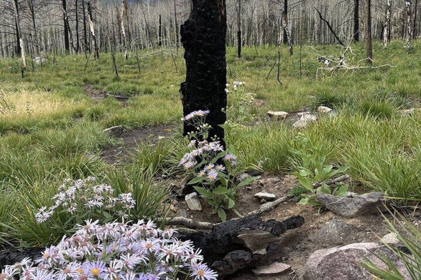 4 KM Wildfire Hike with Lunch in Jasper National Park 3