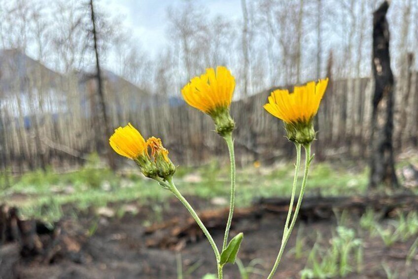 Regrowth 5