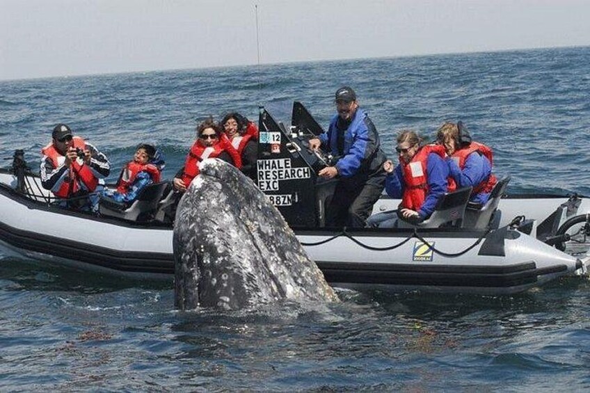 Whales are only 1 hour away... let's go! 2