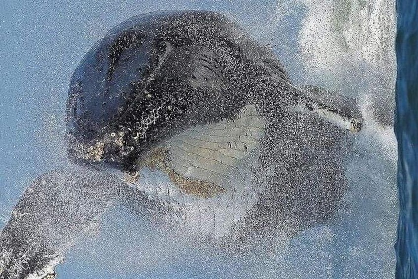 St. Andrew Whale experience 2