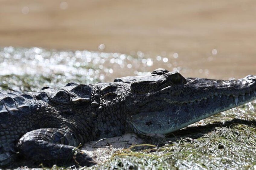 A crocodile basking on a sunlit shore. 1