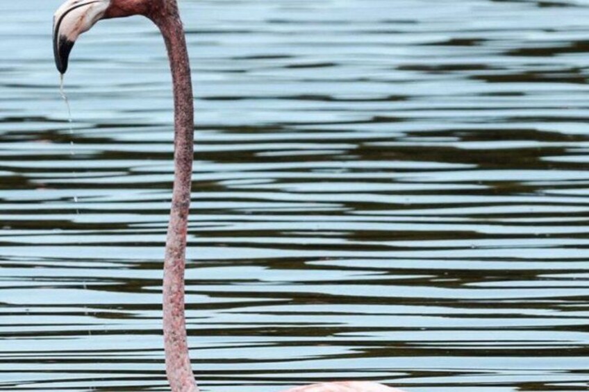 Celestún Biosphere Tour: Flamingos & Beach Day from Mérida 2
