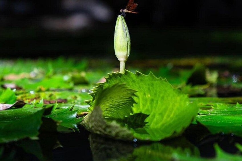 Une feuille de lotus verte avec une goutte d’eau et un papillon dessus. 4