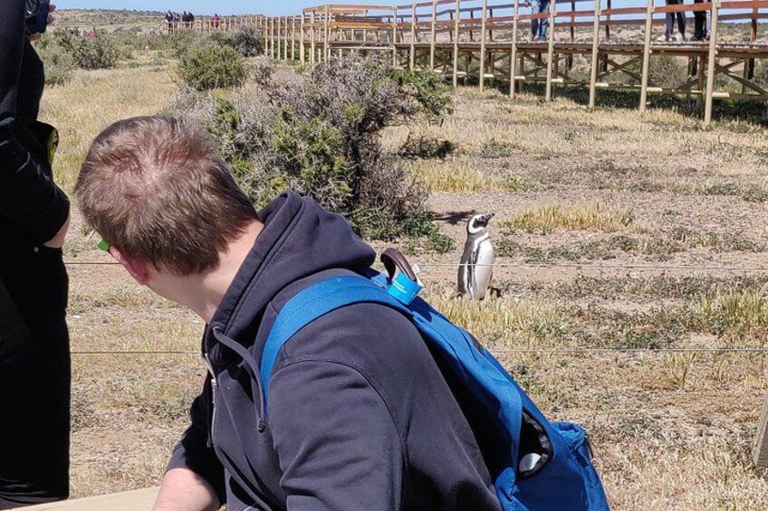 PUNTA TOMBO SHORE EXCURSION PUERTO MADRYN PATAGONIA ARGENTINA 2