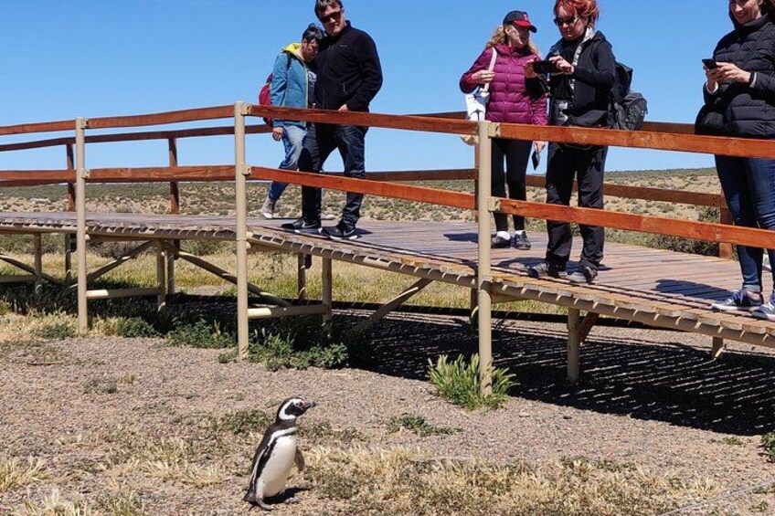 PUNTA TOMBO SHORE EXCURSION PUERTO MADRYN PATAGONIA ARGENTINA 3