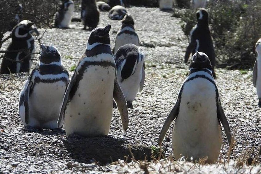 PUNTA TOMBO SHORE EXCURSION PUERTO MADRYN PATAGONIA ARGENTINA 2