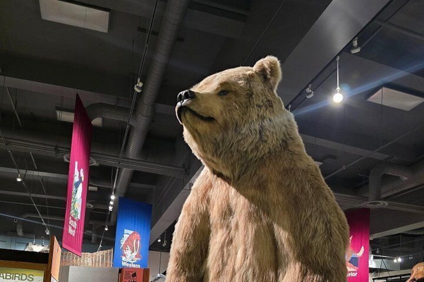 A large bear statue in an indoor setting with visible ceiling structures and banners. 2