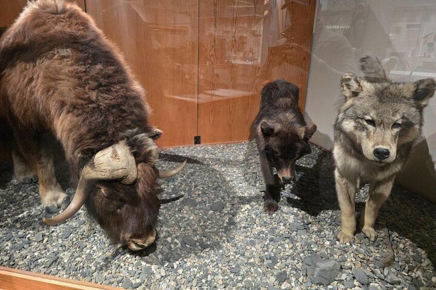 A large brown animal with horns, a smaller brown animal, and a wolf-like animal in a wooden enclosure. 4