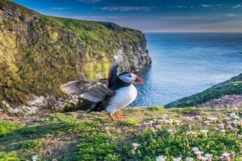 A puffin standing on a grassy cliff overlooking the ocean. 3